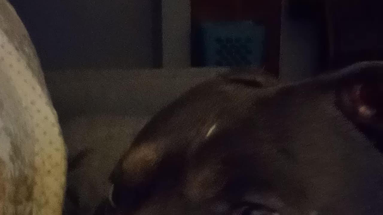 Turn Volume Up Storm has his ears peeled listening for the baby chickens, High Alert!!