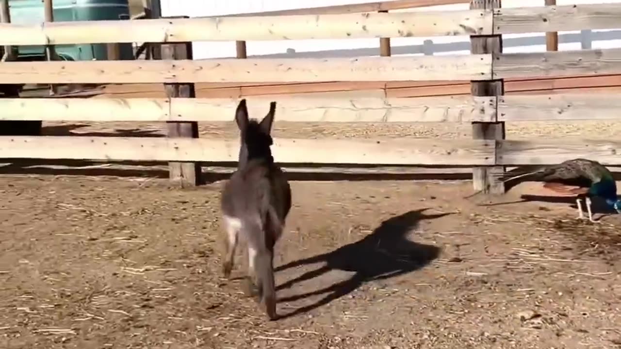 funny animals dancing 💃😄, funny animals fighting 😄