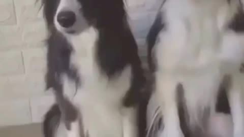 Wait For end 😂😂😂😂😂 Funny Dog video #shorts #trending #funnypetsshorts #funnyshorts #viralshorts