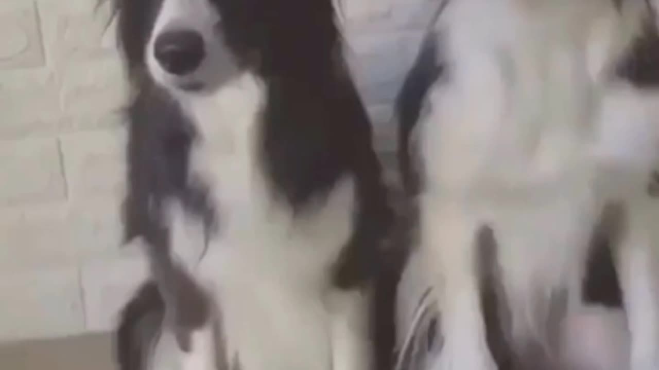 Wait For end ๐๐๐๐๐ Funny Dog video #shorts #trending #funnypetsshorts #funnyshorts #viralshorts