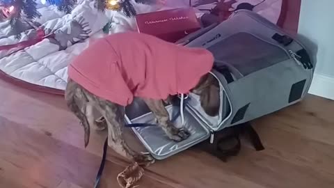 2nd day home