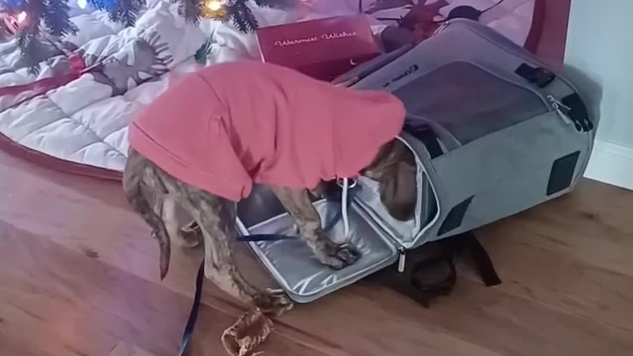 2nd day home
