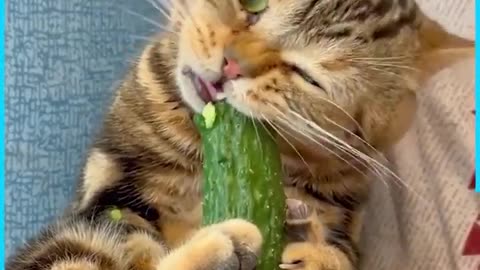 That darn greedy cat!🤡
