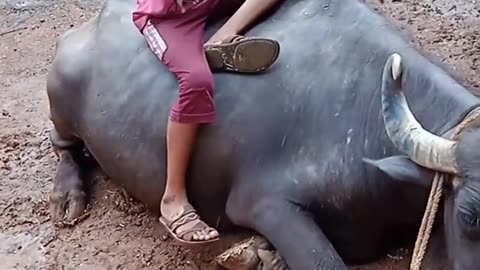 Mama mara bapam bapam Gadi Laya