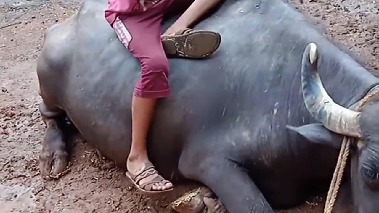 Mama mara bapam bapam Gadi Laya