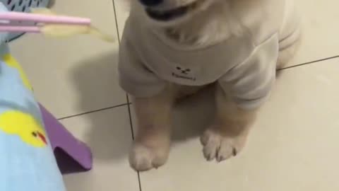 Funny video