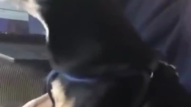 Funny Dog Compilation