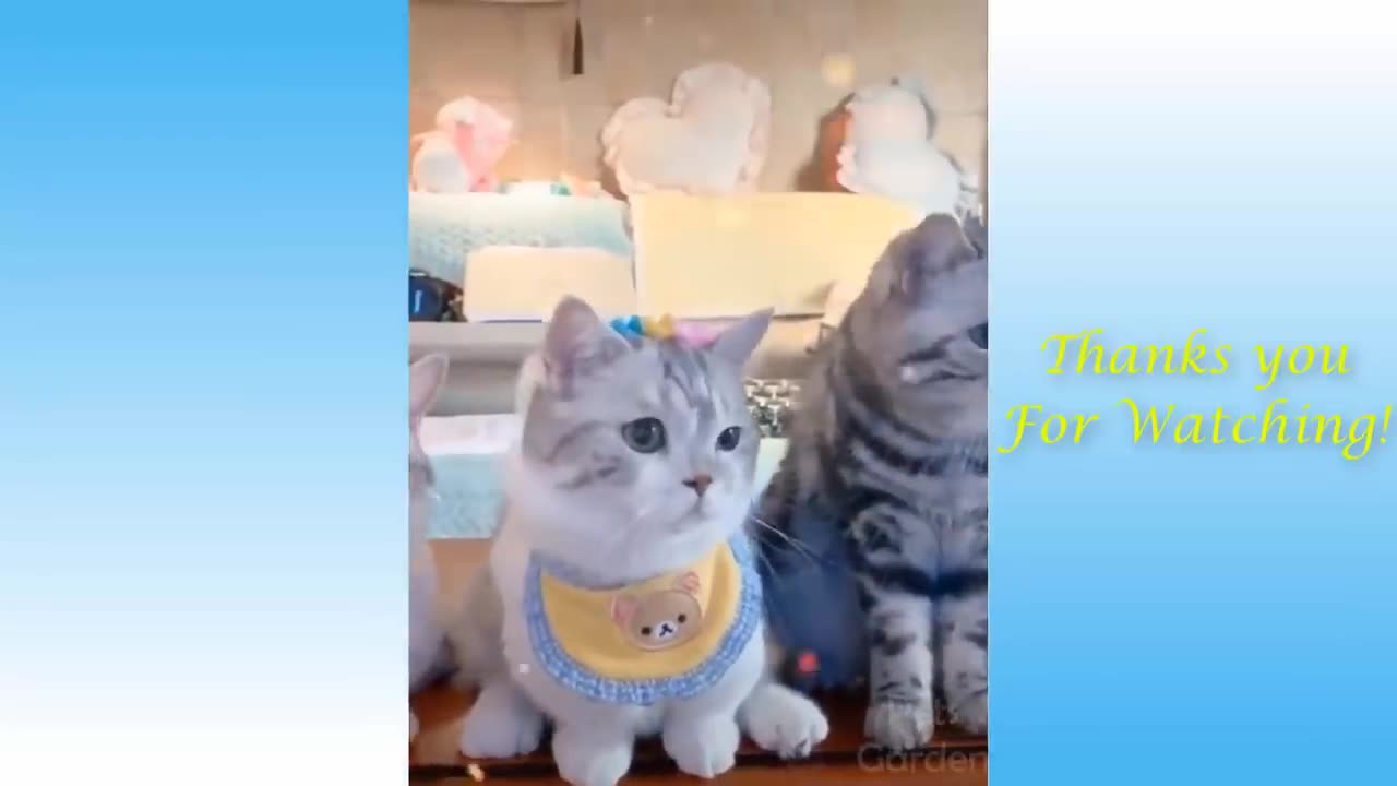 Can you watch without laughing? 100% Impossible
