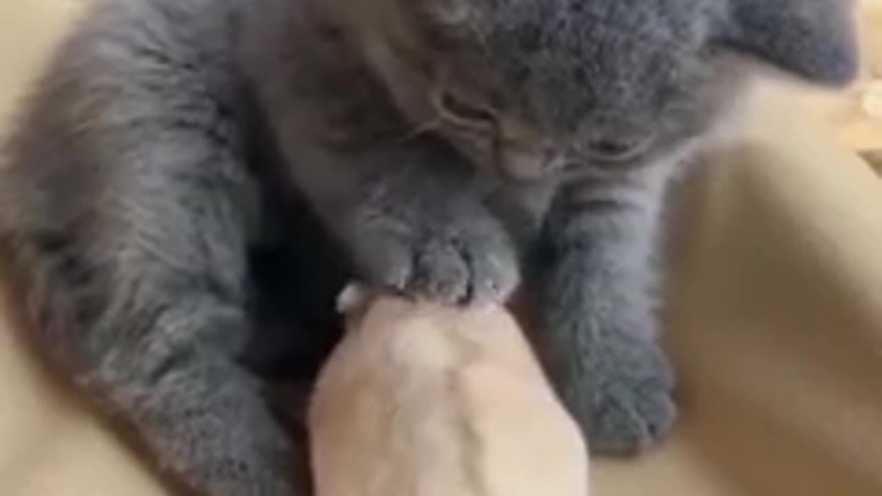 Two different animals tolerate each other