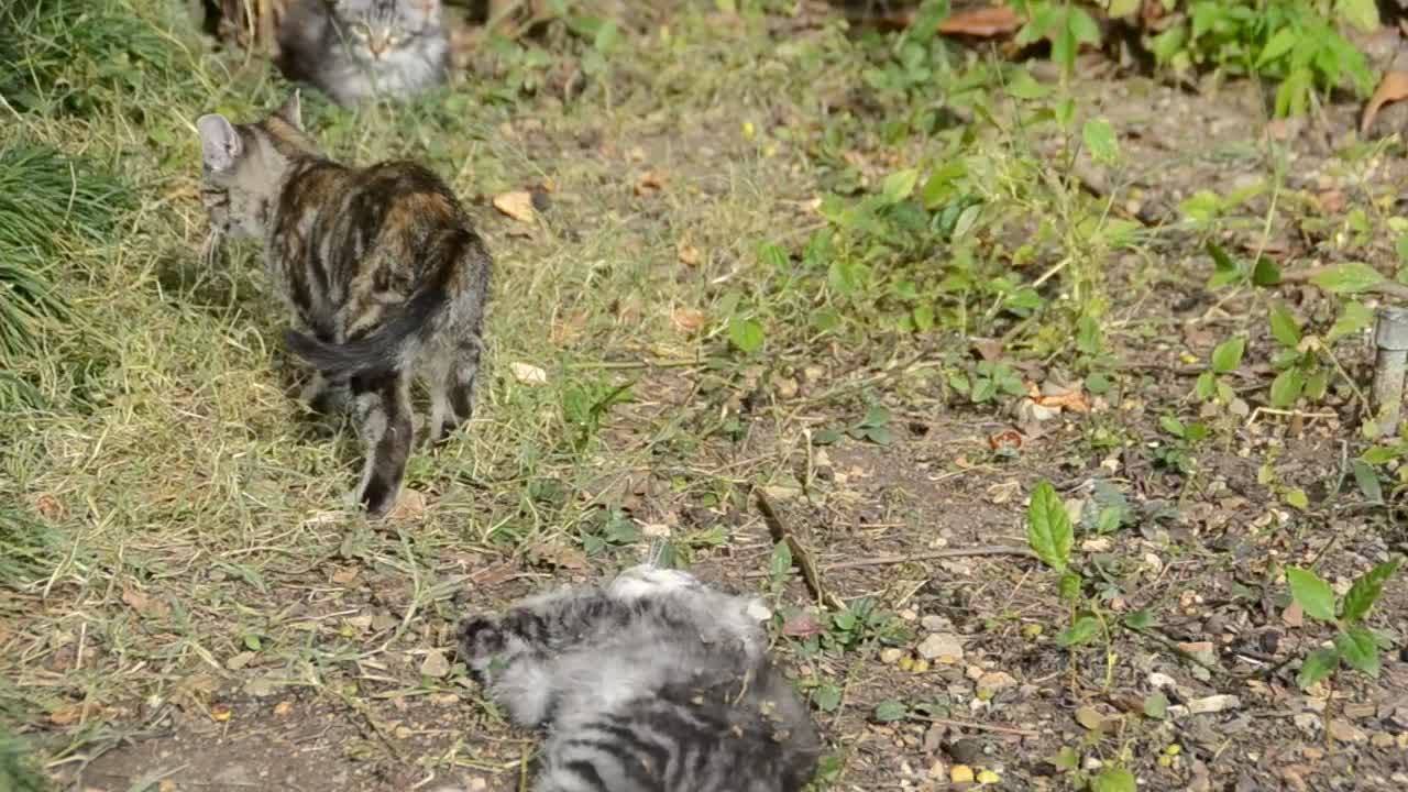 Kittens fighting in a field