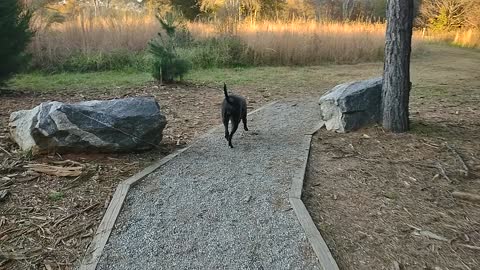 Dog walk through the woods this afternoon
