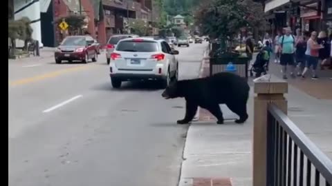 Bear 🐻 in Market