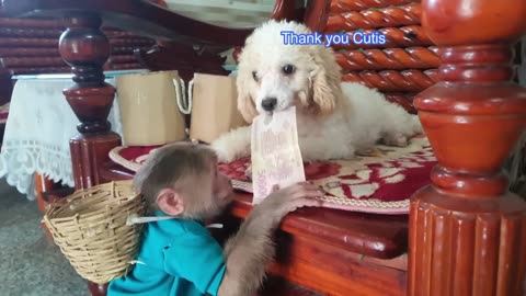Funniest monkey, 🐶, 🐐 fuuny video, funniest video, wavenet, rumble wave12
