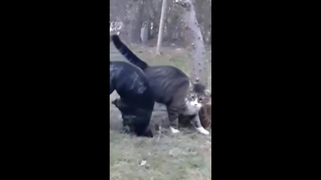 Animal Adventures!🙃🤣😂