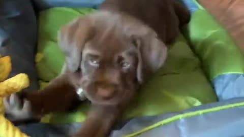 Cute Dog Video :)