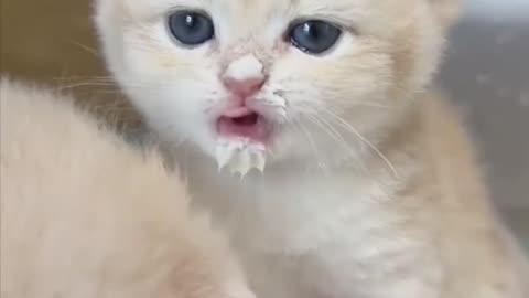 Funny smart animal