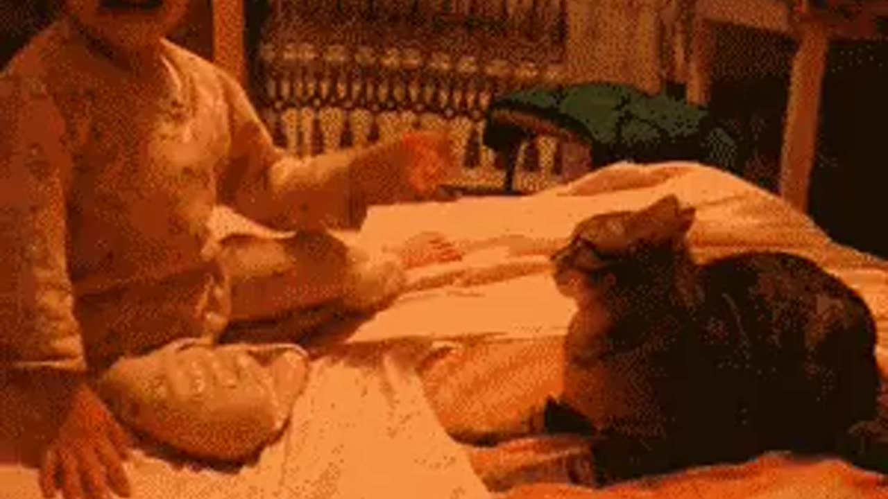 funny Kitten strike back. 😂