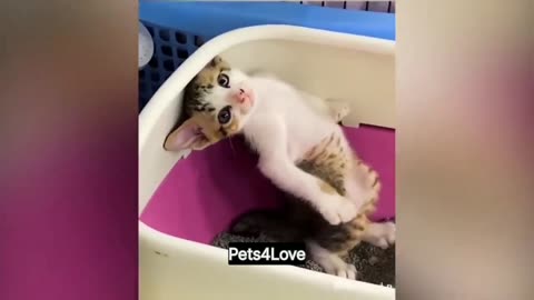 Funny cats moments