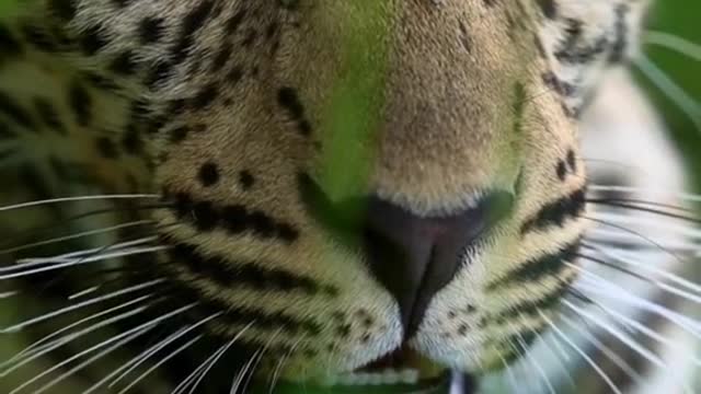 Like animals animal world leopard