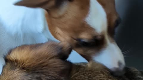 Jack russell visits his girlfriend