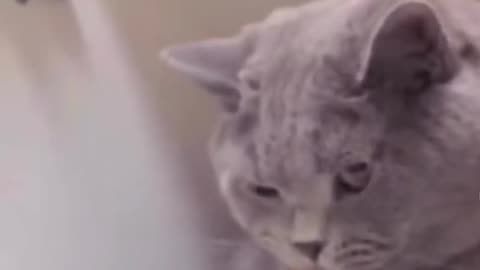 Funny cat 😺 video 😂😂😂