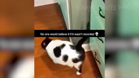 Funny animals