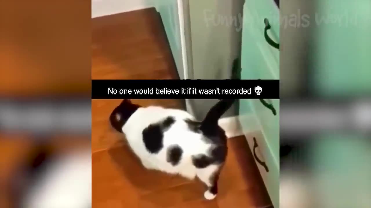 Funny animals