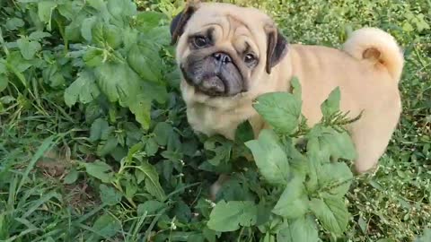 Indian best dog