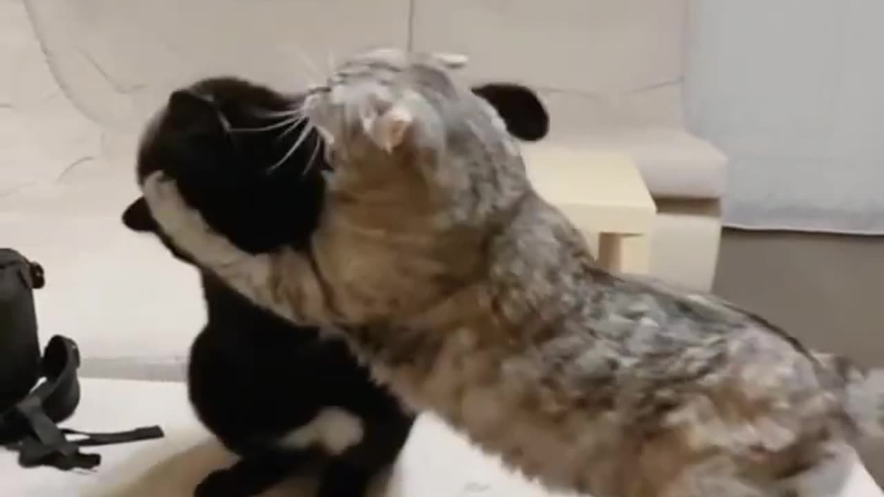 cat fight video