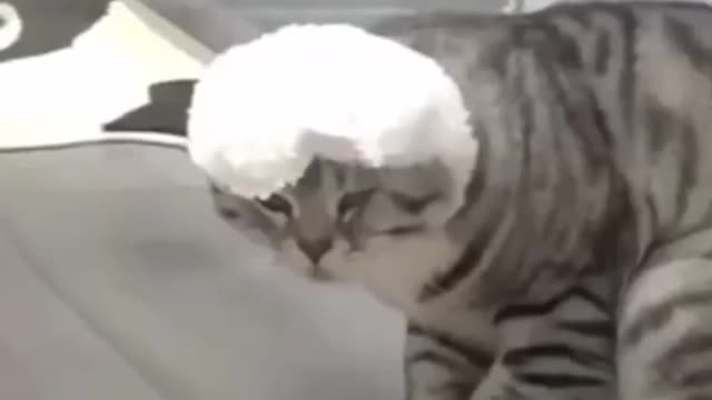 YOU GOTTA WATCH THIS #short #shorts #shortvideo #subscribe #trending #viral #pets #like #challenge