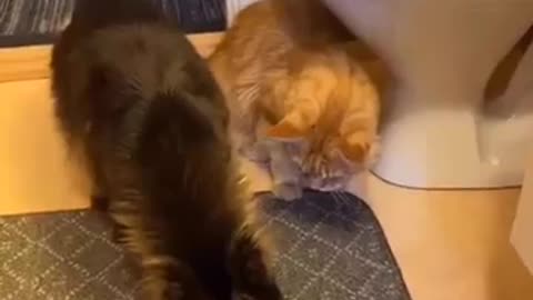 cats video l funny cats video l beautiful cat video