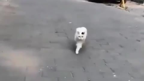 Cute Cats walking in style on the empty road