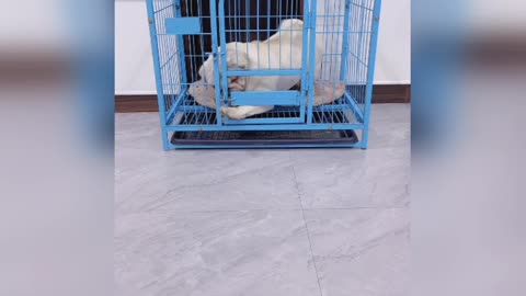 Very funny video of puppies