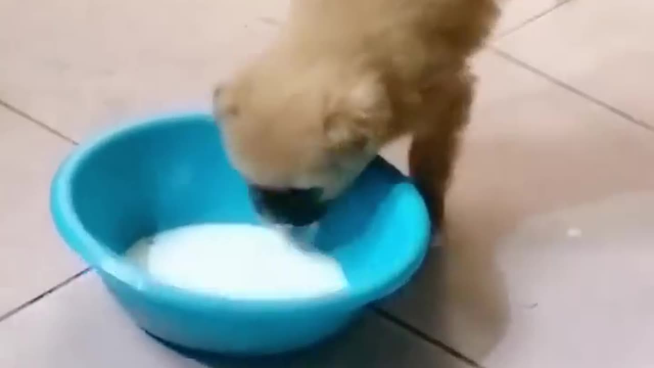 🐑Daily Funny Animals & Cute Pets Viral Videos😂 | Animals LOL Moments #funnyanimals #shorts