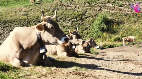 COW VIDEO - COWS MOOING AND GRAZING IN A FIELD