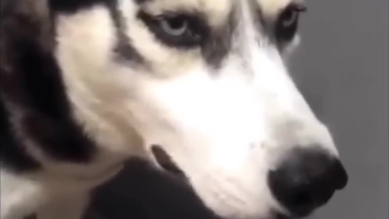 Funny dog 🐕 video wait for end #funny #funnyvideo