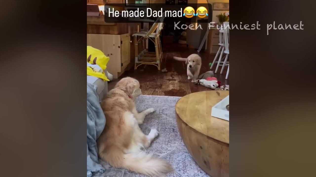 Funny Dogs And Cats Videos 2024 😅 - Best Funniest Animal Videos Of The week #15