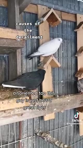 Sick birds in east Palestine