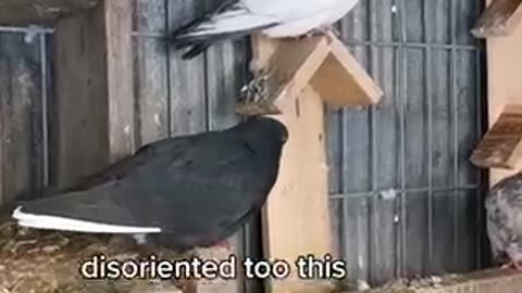 Sick birds in east Palestine