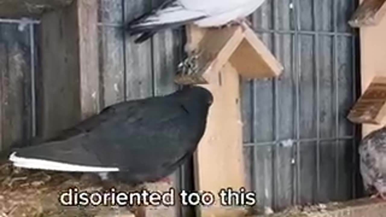 Sick birds in east Palestine