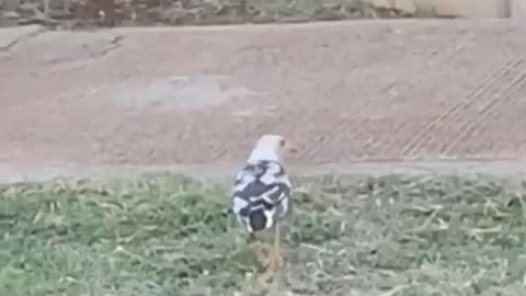 Wildlife & Funs