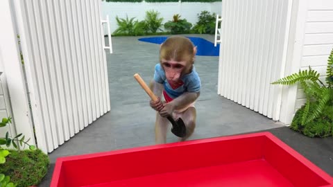 Baby monkey bon bon go buy Starbucks coffee and drive the farm with ducklings