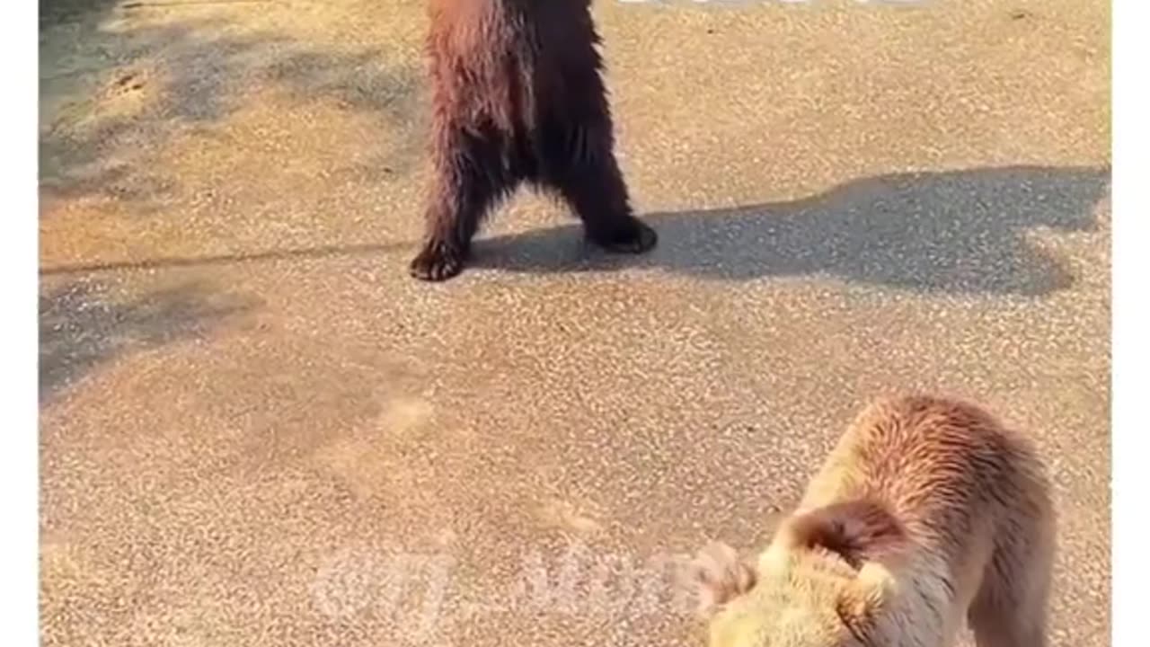 Funny Animal Dance