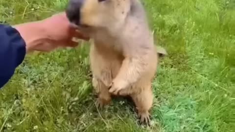 Animals funny videos || Cute funny video || #shorts#funny shorts#