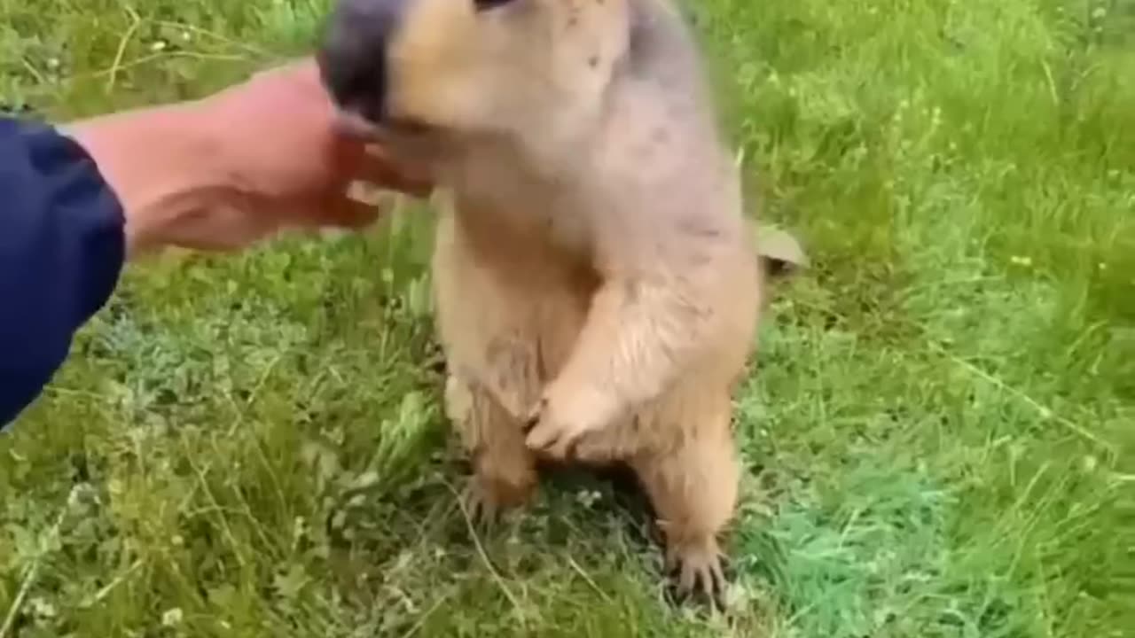 Animals funny videos || Cute funny video || #shorts#funny shorts#