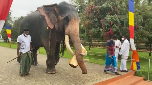 A tusker being prepare to the Kandy perahara, Sri Lanka.