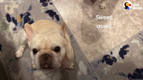 Stubborn Frenchie Hilariously Argues With Mom For 3 Hours Over Dinner The Dodo