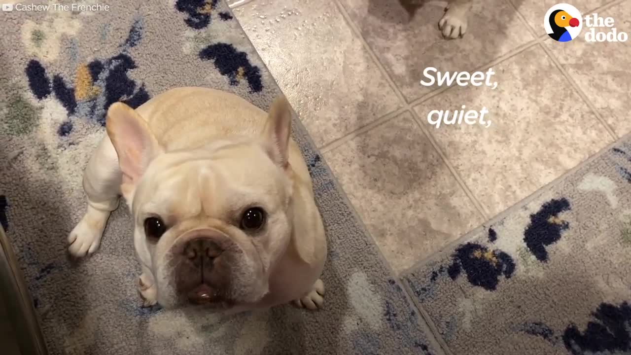 Stubborn Frenchie Hilariously Argues With Mom For 3 Hours Over Dinner The Dodo
