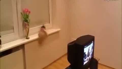 cat cant stop jumping and making chaos