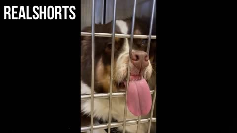 Funny Sleepy Dogs Video
